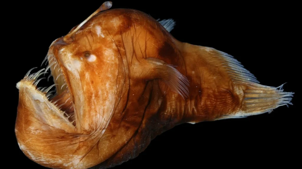 Anglerfish (Melanocetus johnsonii)