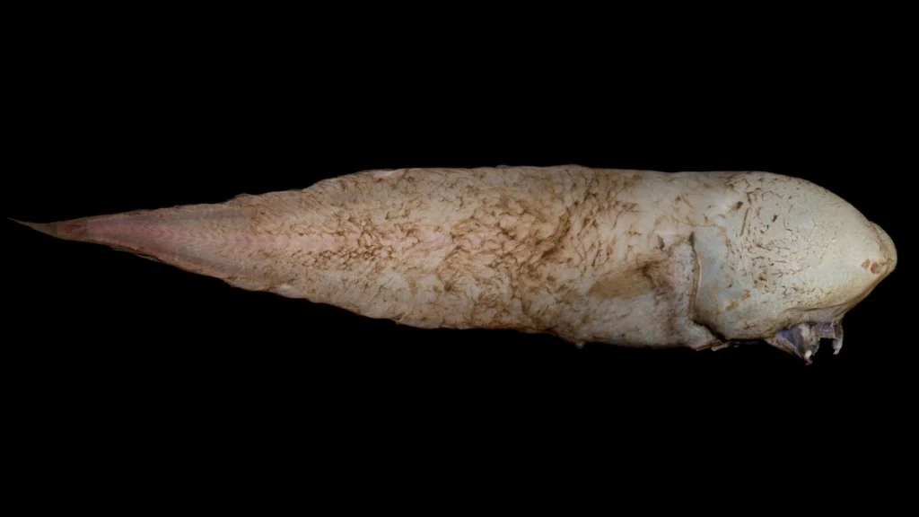 Faceless Cusk Eel (Typhlonus nasus)