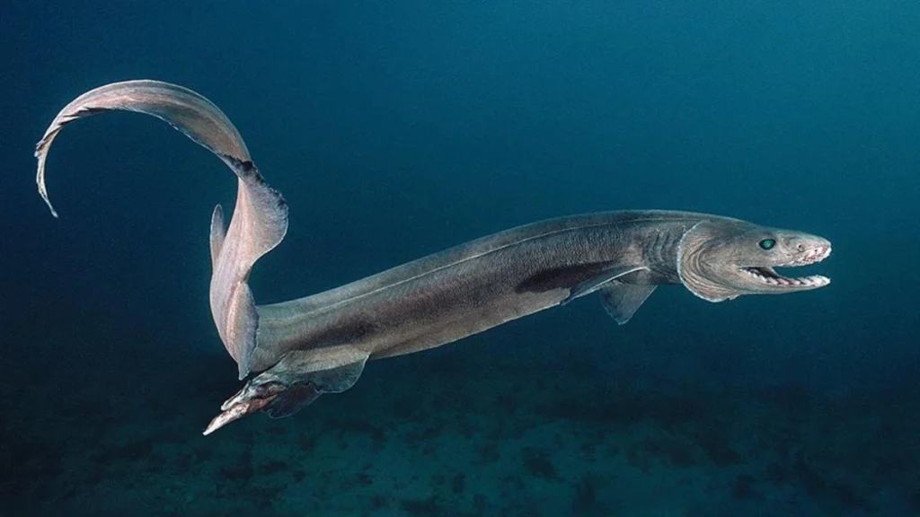 Frilled Shark (Chlamydoselachus anguineus)