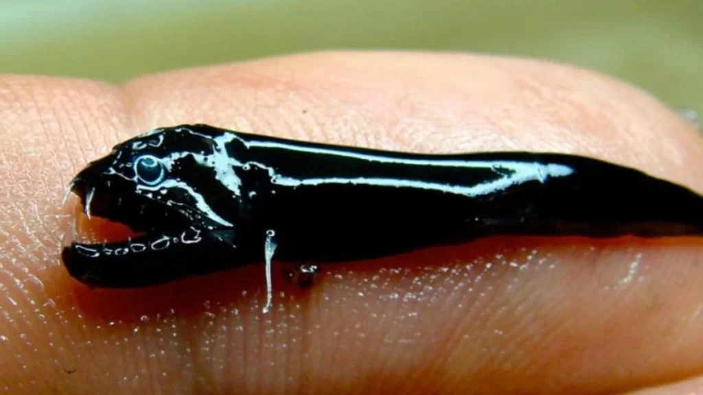 Black Dragonfish (Idiacanthus atlanticus)