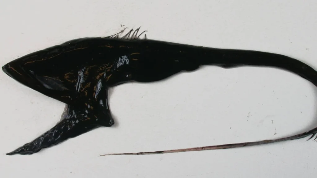 Gulper Eel (Eurypharynx pelecanoides)