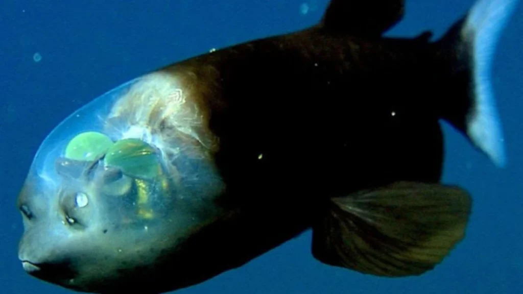 Barreleye Fish (Macropinna microstoma)