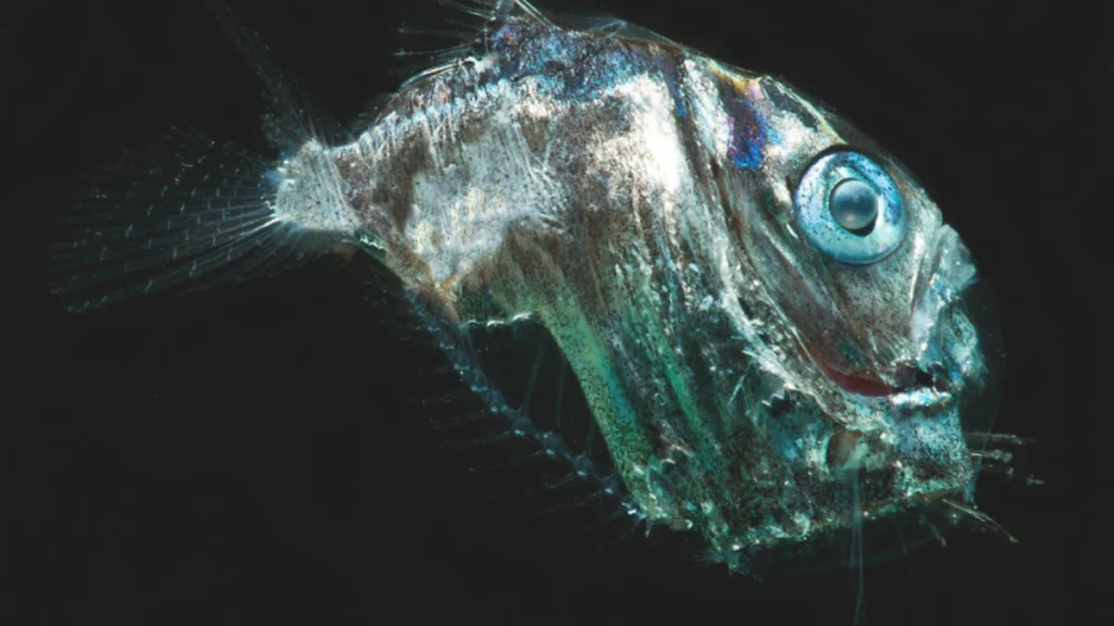 Deep-Sea Hatchetfish (Sternoptyx spp.)